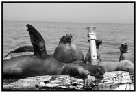 https://ed-templeton.com/files/gimgs/th-150_Sea Lions on Bouy Catalina.jpg